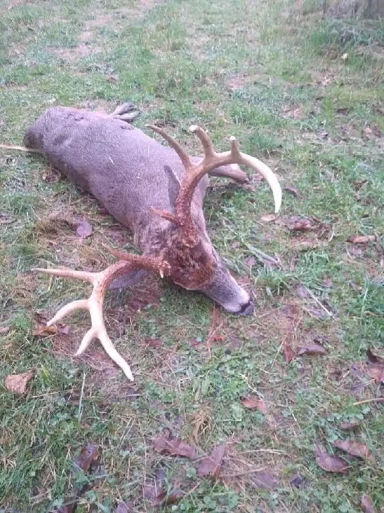 KBO Deer Feed Victim