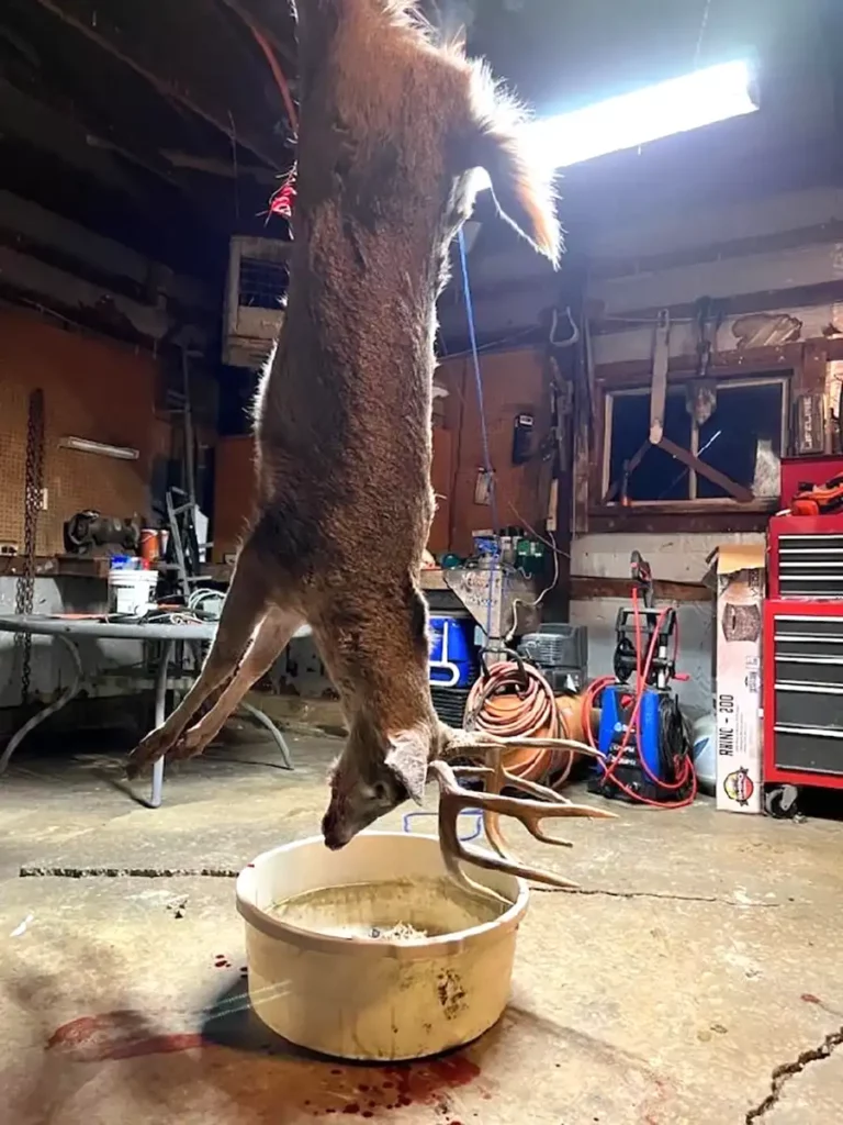KBO Deer Feed Victim