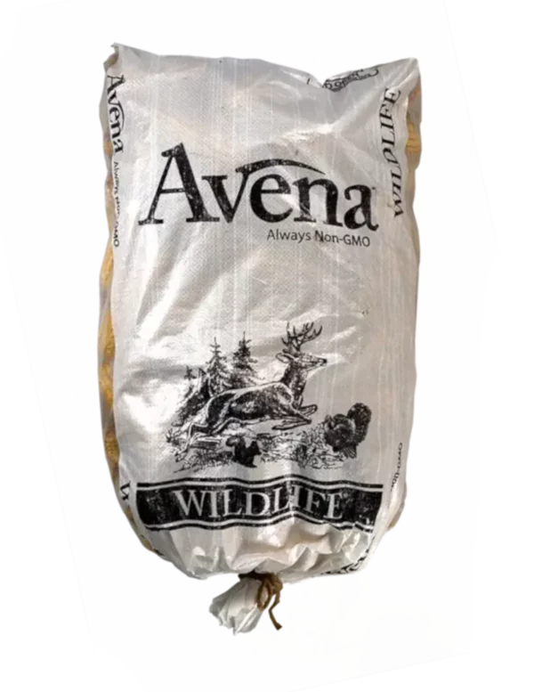 Avena Ear Corn