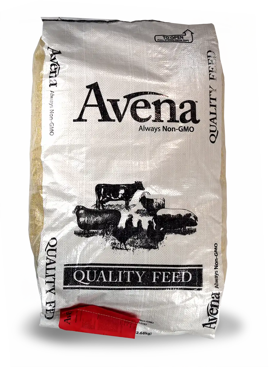Related product - Avena Pasture Pig Feed