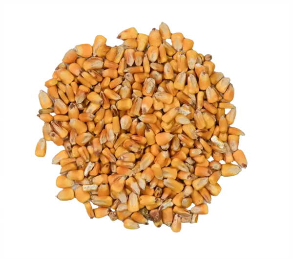 Avena Shelled Corn Wildlife Feed