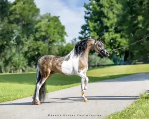 Eclipse Horse Feed Horse National Championship