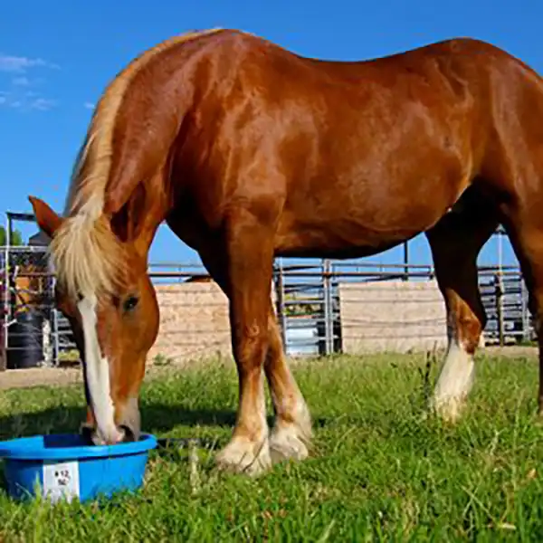 Vitalix Lick Tub Vitalix Lick Tub