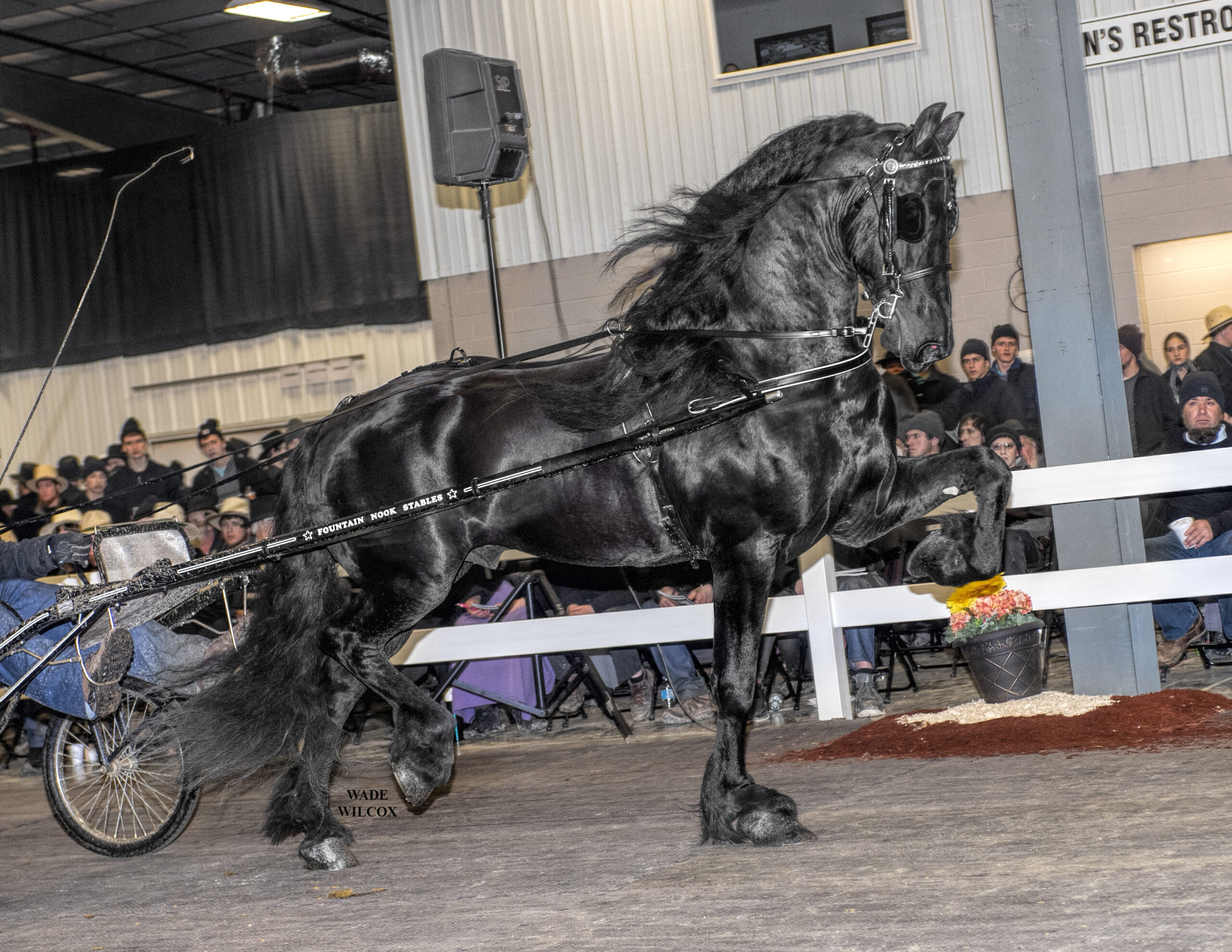 Stallion Presentation Mt Hope Elevator