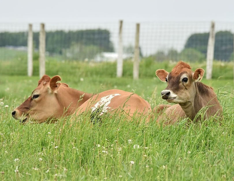 Ohio Grazing Conference Mt Hope Elevator