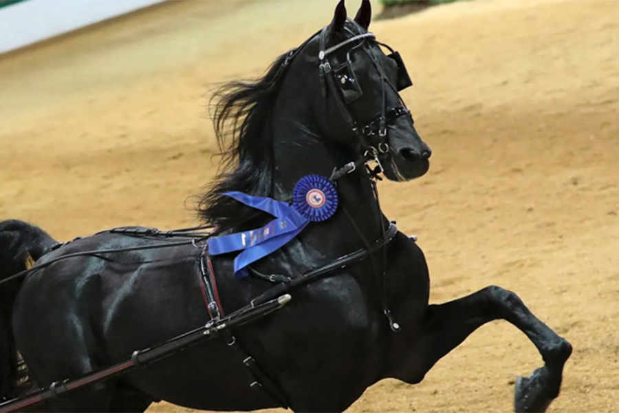 morgan-breeder-cup-sale-2026