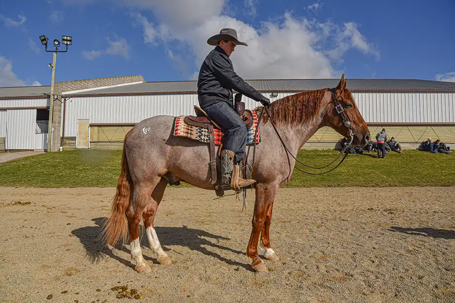 MHE-clifford-riding-horse-sale MHE-clifford-riding-horse-sale