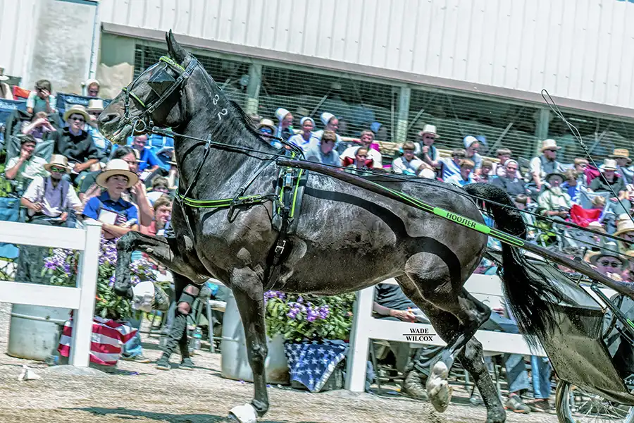 lou-lou-lamour-standardbred-memorial-trotting-sale Lou Lou Lamour, a standardbred horse, at the annual Memorial Trotting Sale in Mt. Hope, Ohio.
