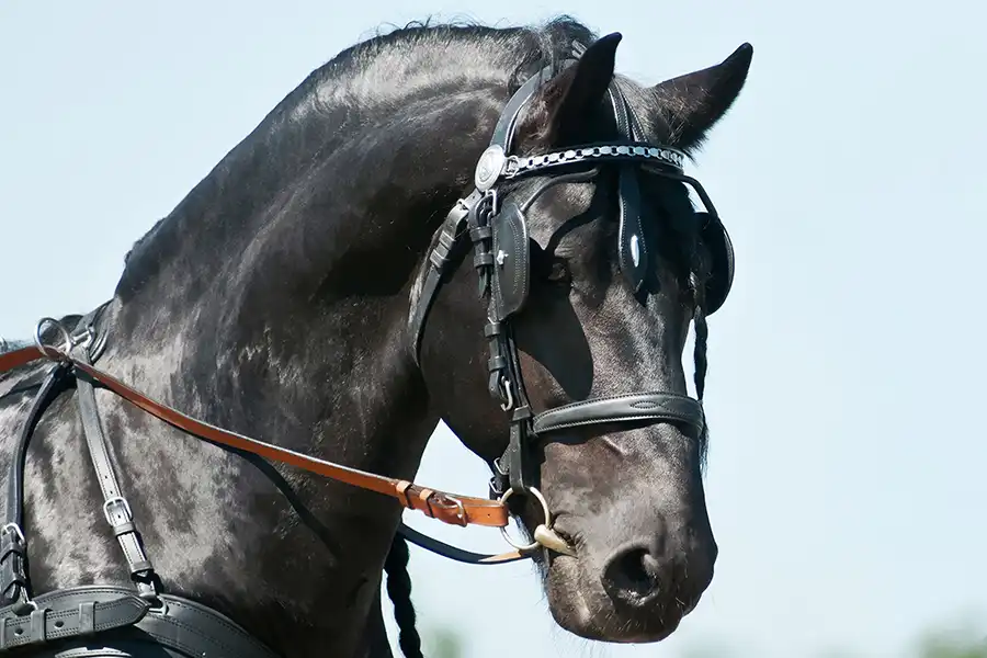 superior-friesian-horse-sale Friesian horse in driving harness.