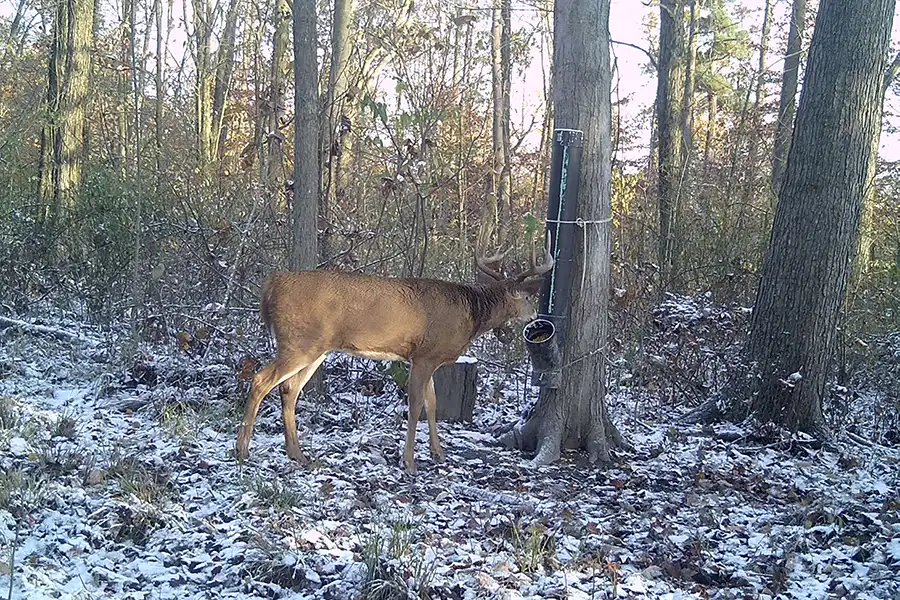 MHE_deer-feeding_900x600 Proper deer feeder setup to avoid moisture issues.