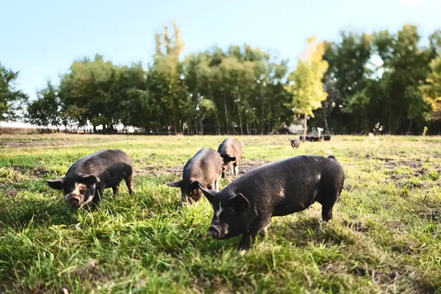 Pasture pigs rooting in soil.